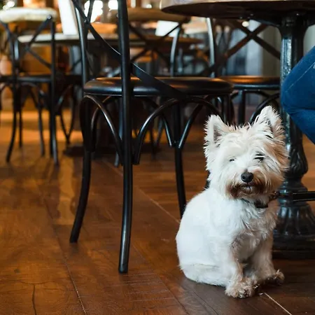 イン The Black Swan - The Collection Group